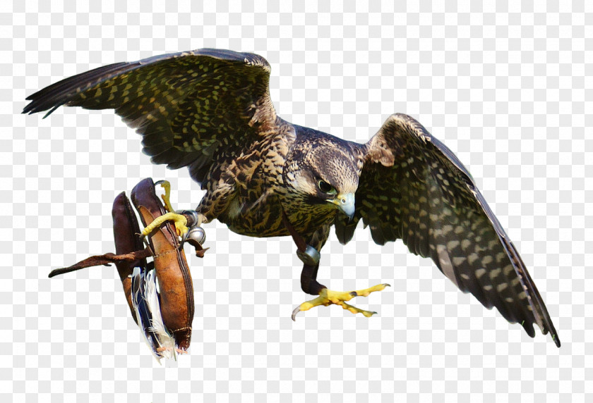Falcon Bird Of Prey PNG