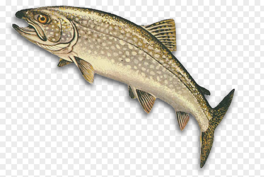 Fishing Lake Trout Superior Castaic Pyramid Michigan PNG