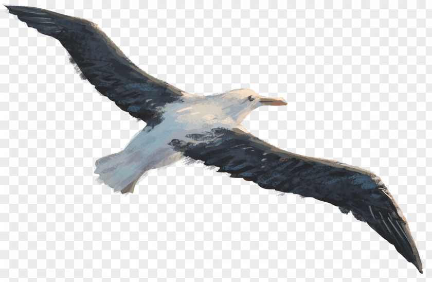 Gliding Toroa's Journey Seabird Flight Bird Of Prey PNG