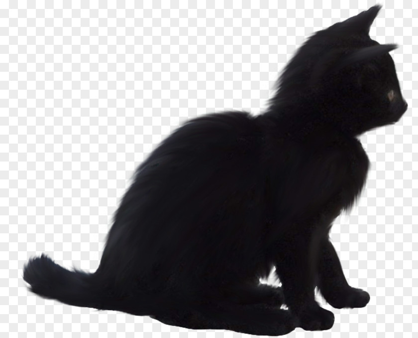 Kitten Black Cat Bombay Domestic Short-haired Whiskers PNG