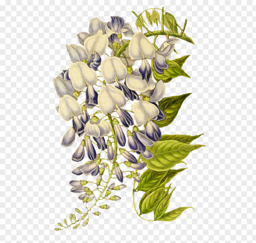 Monkshood Petal Bouquet Of Flowers Drawing PNG