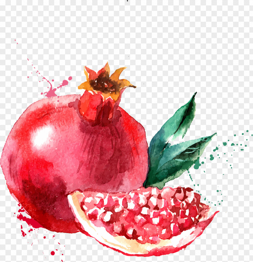 Red Pomegranate Watercolor Painting Drawing Fruit Illustration PNG