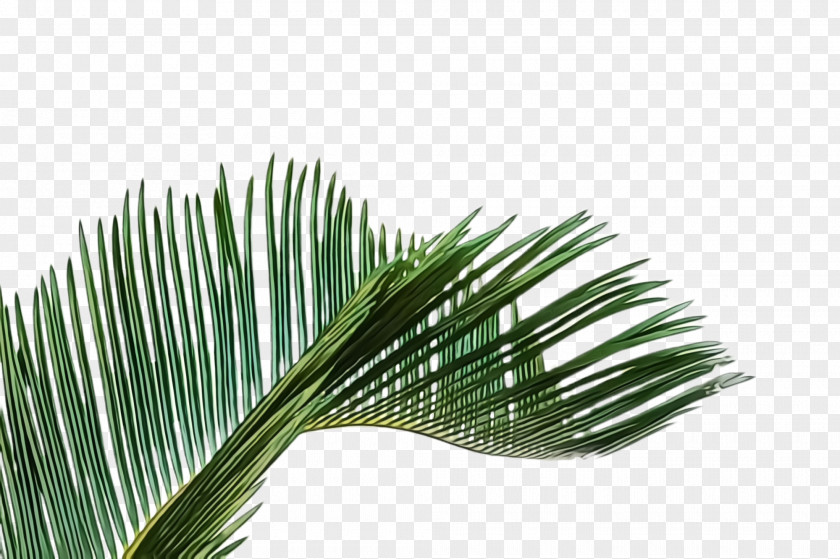 Woody Plant Shortstraw Pine Yellow Fir White Red Tree Leaf PNG