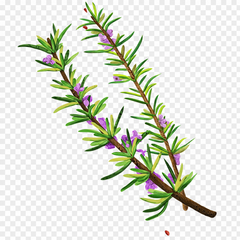 Branch Plant Stem Rosemary PNG