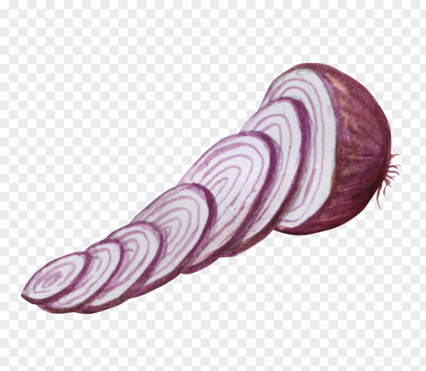 Cut Onions Onion Vegetable Watercolor Painting PNG