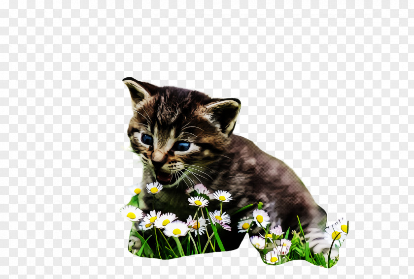 Grass Domestic Shorthaired Cat Small To Medium-sized Cats Green Kitten Whiskers PNG