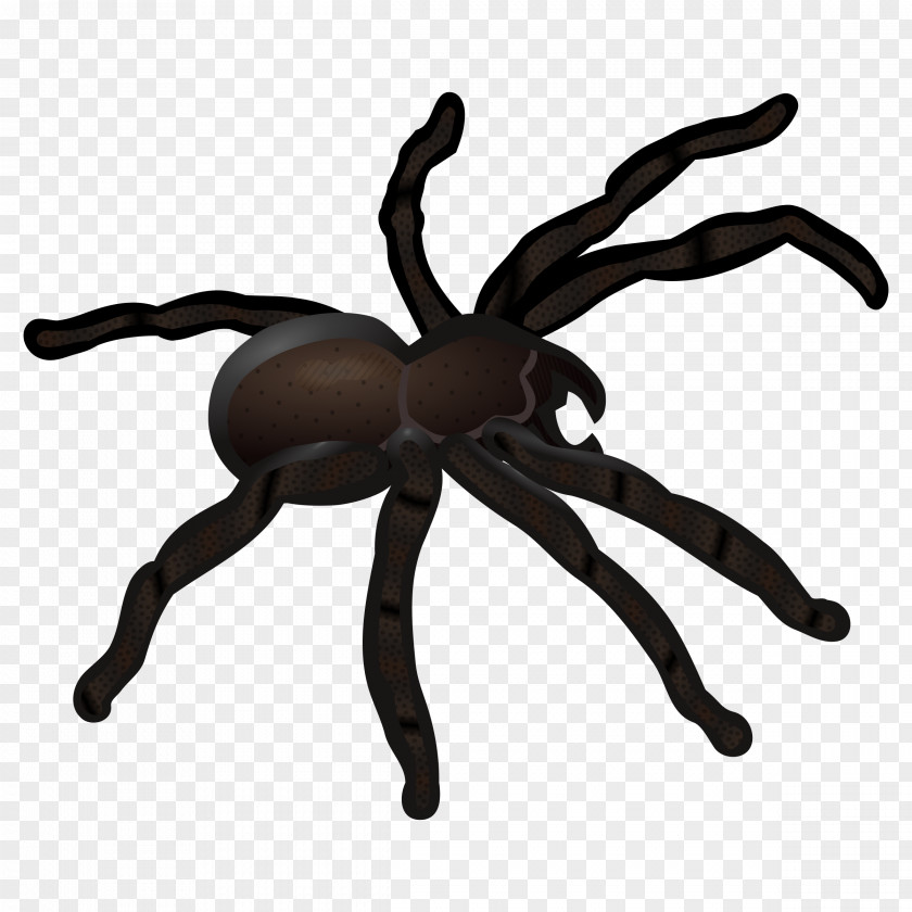 Spider Web Clip Art PNG