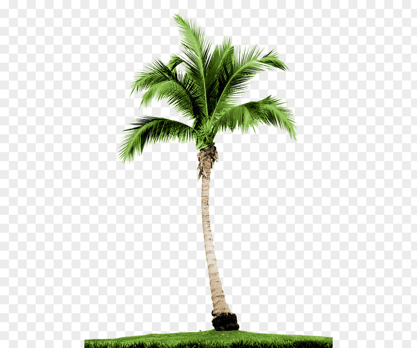 Casamento Arecaceae Tree Stock Photography Date Palms Royalty-free PNG