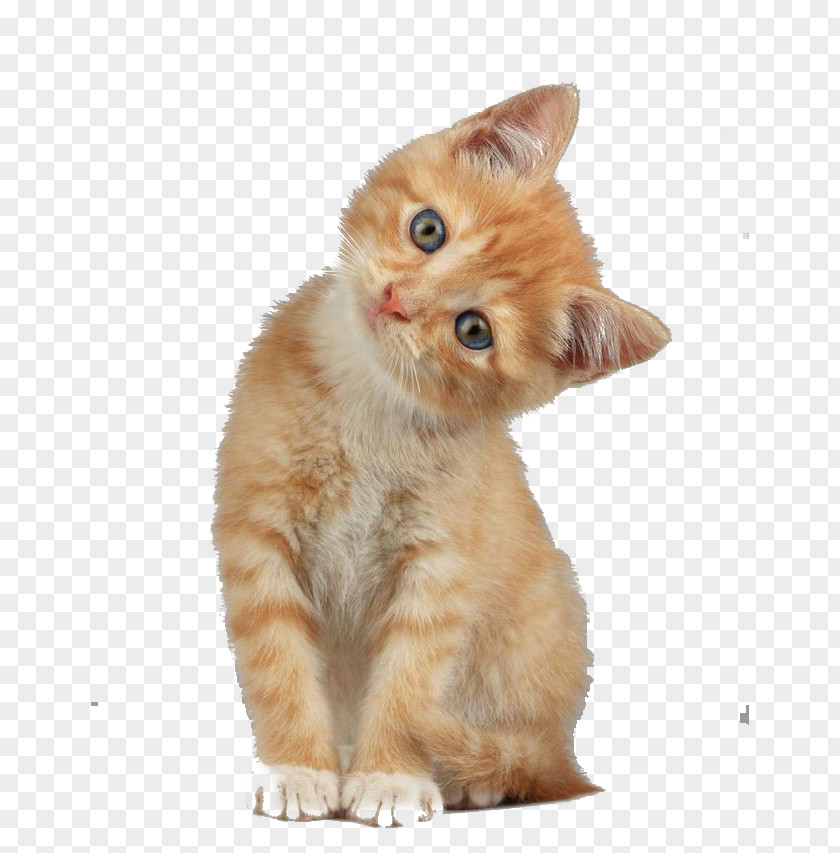 Creative Cute Cat Head Tilt Scottish Fold Munchkin Kitten Dog PNG