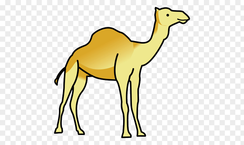 Dog Dromedary Cat Lion Common Ostrich PNG