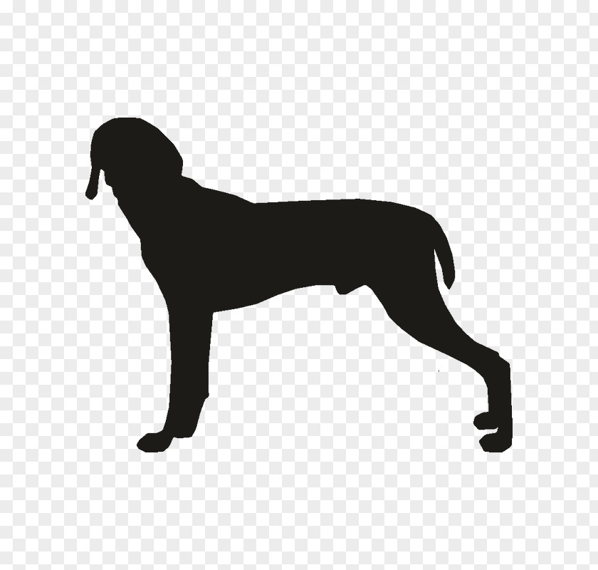 Puppy Dog Breed Weimaraner Sporting Group Vizsla PNG