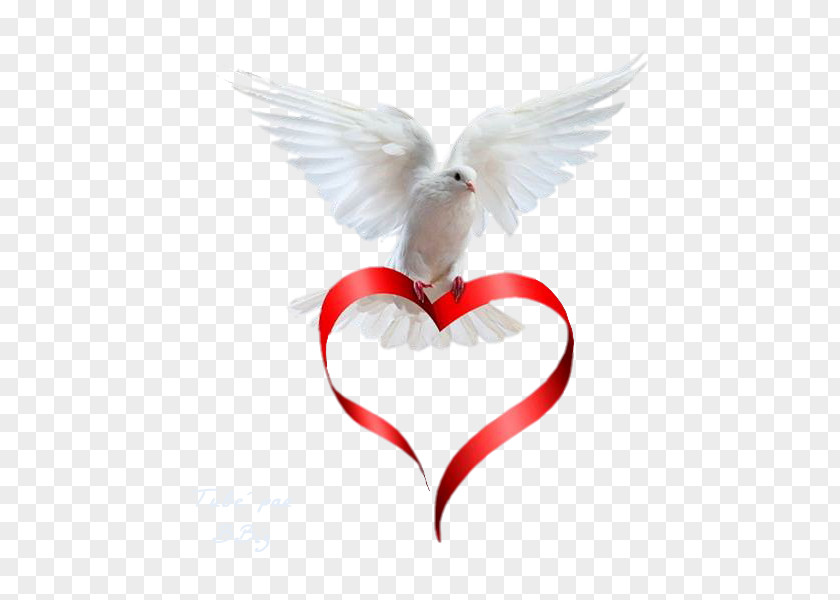 Colombe Peace Cousin Angel Text Love PNG