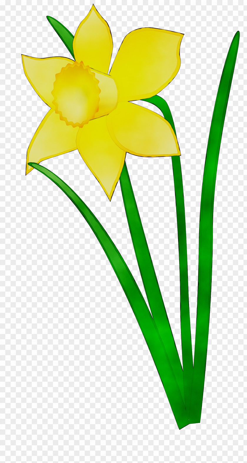 Daffodil Clip Art Flower Vector Graphics Floral Design PNG