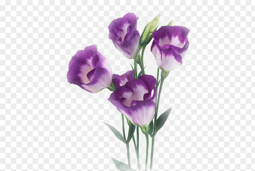 Flower Cut Flowers Poppy No Purple PNG