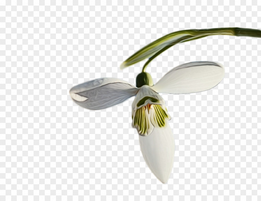 Flower Snowdrop Galanthus M Plants Biology PNG