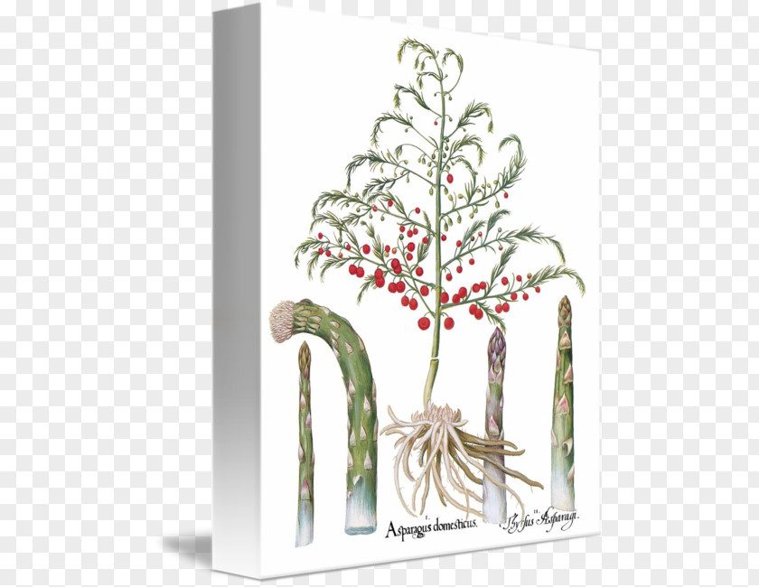 Garden Asparagus Food Plant Stem Shoot Botany Flower PNG