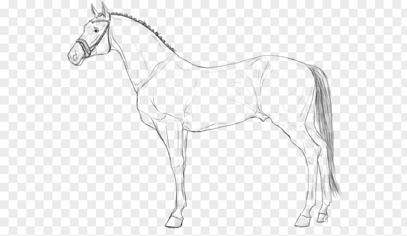 Horse Drawn Hanoverian Line Art Lusitano Pony Stallion PNG