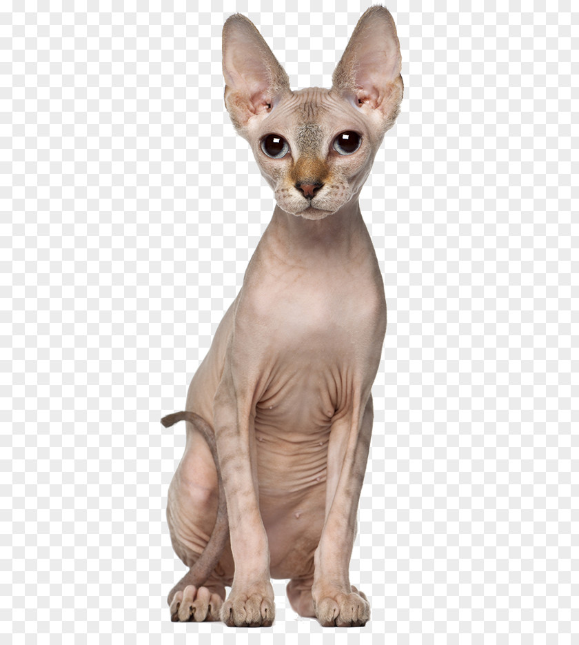Kitten Sphynx Cat Oriental Shorthair Dog Allergy To Cats PNG