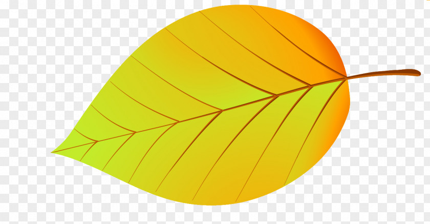 Leaf Maple Alder Drawing Conifer Cone PNG