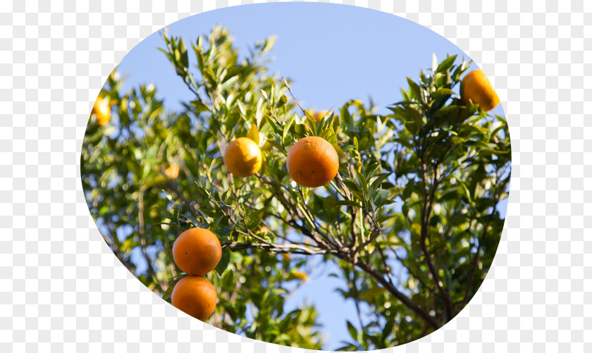 Orange Tangerine Bitter Clementine Fruit Tree PNG