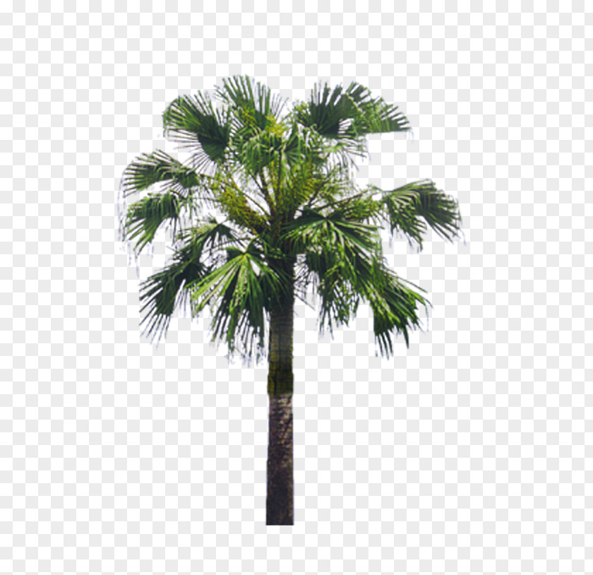 Palm Tree Arecaceae Asian Palmyra Landscape PNG