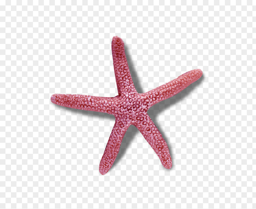 Starfish Echinoderm Symmetry In Biology Reflection PNG