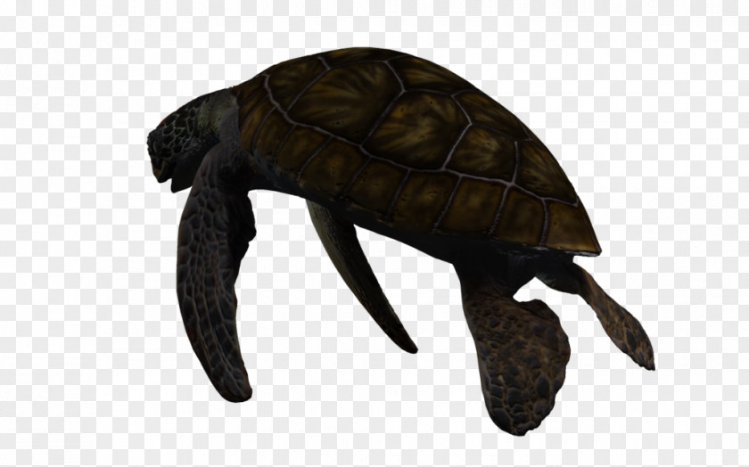 Turtle Pond Turtles 3D Computer Graphics Sea Deep Creature PNG