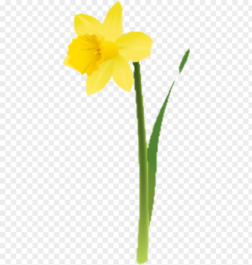 Amaryllis Family Petal Flower Yellow Plant Narcissus Stem PNG