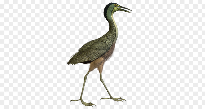 Aves Bird Crane Ciconia Great Herons PNG