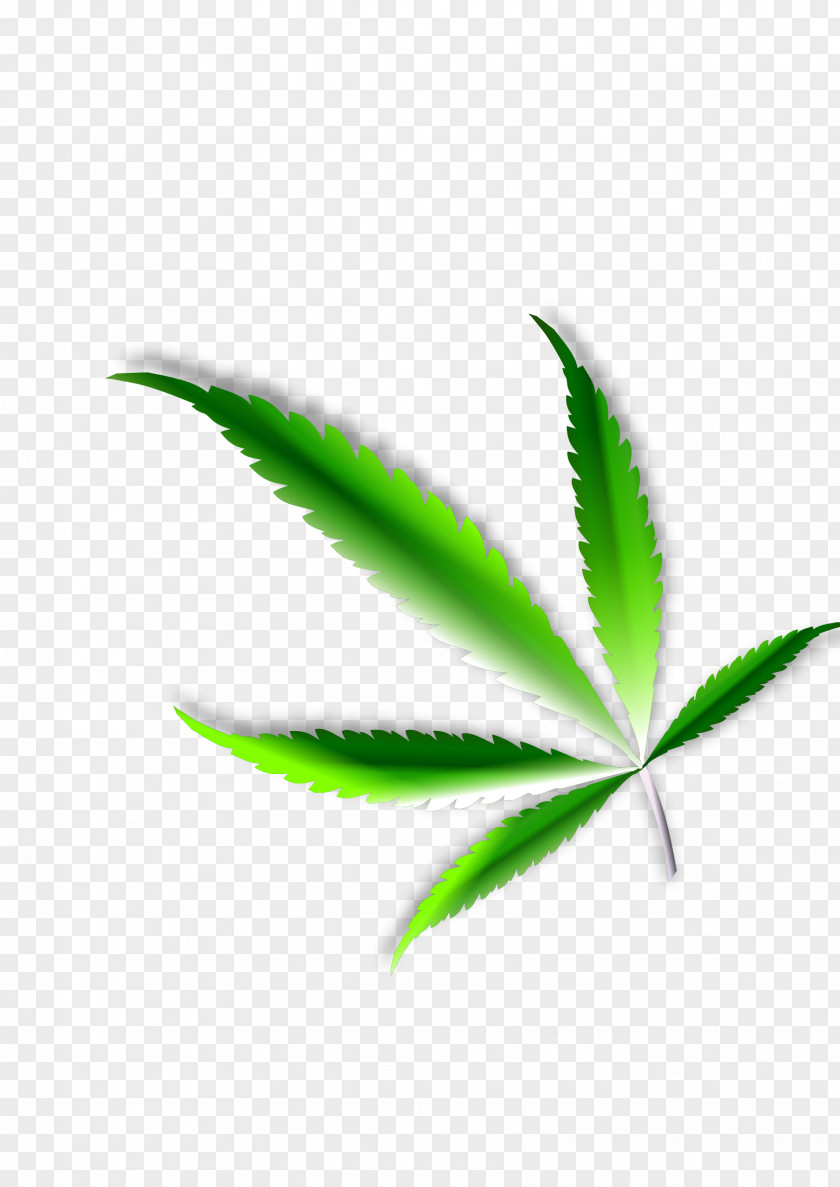Cannabis Medical Leaf Hemp Clip Art PNG