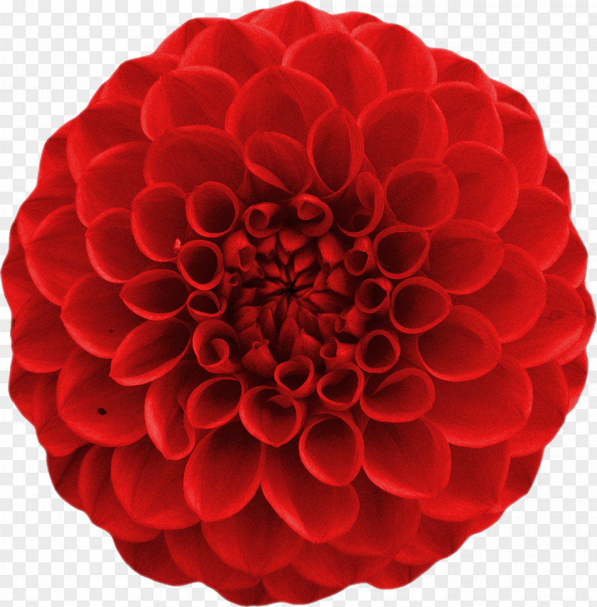 Flower Floristry Cut Flowers Dahlia Petal PNG