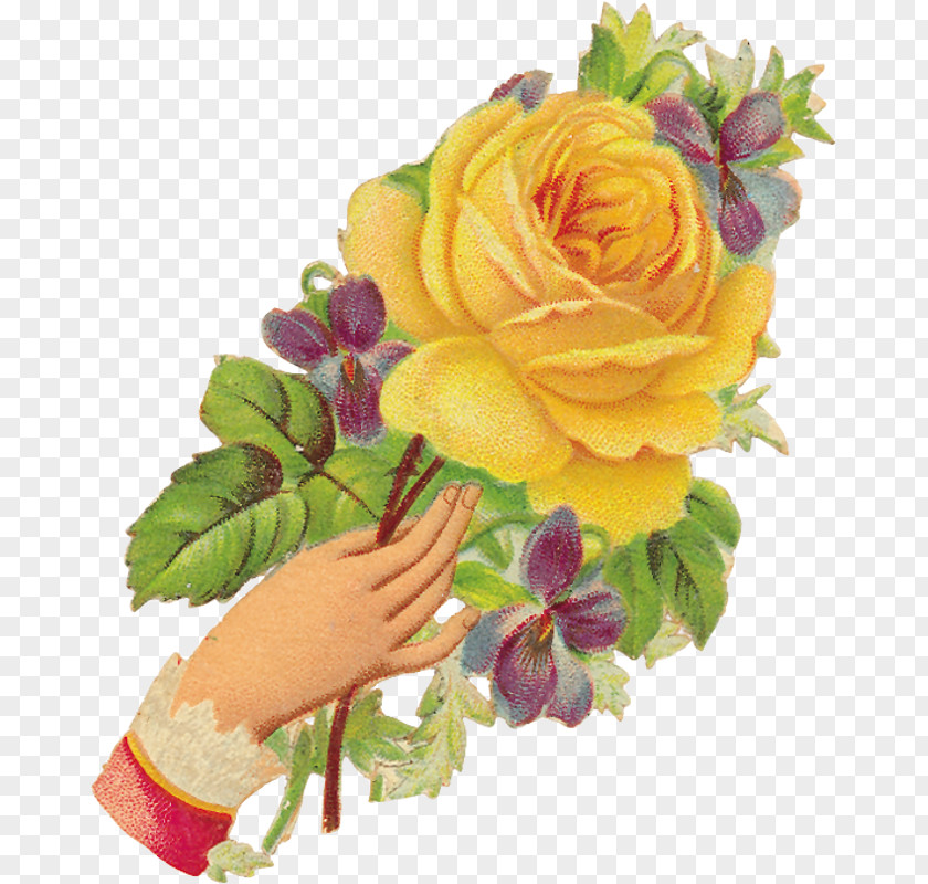 Flower Garden Roses Cabbage Rose Floral Design Clip Art PNG