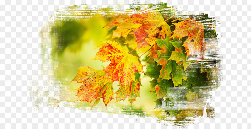 Leaf Desktop Wallpaper Autumn Metaphor PNG