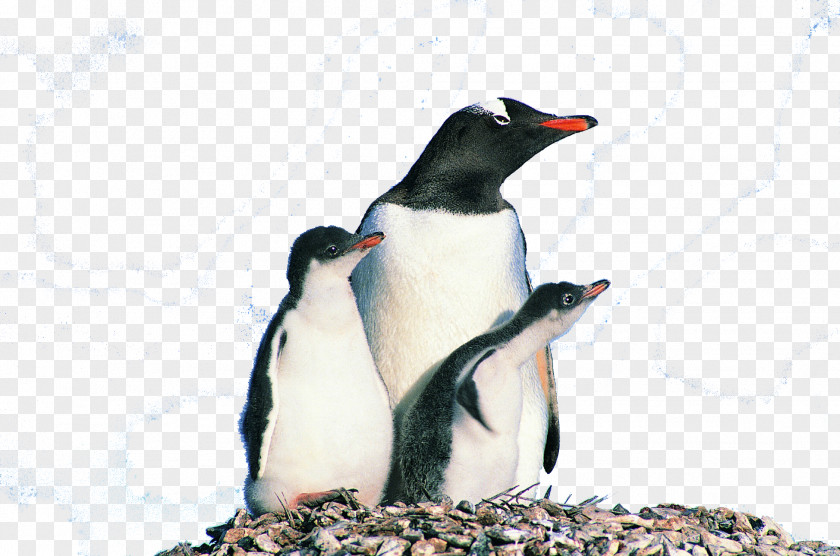 Overlooking The Penguin Bird Photography Animal PNG