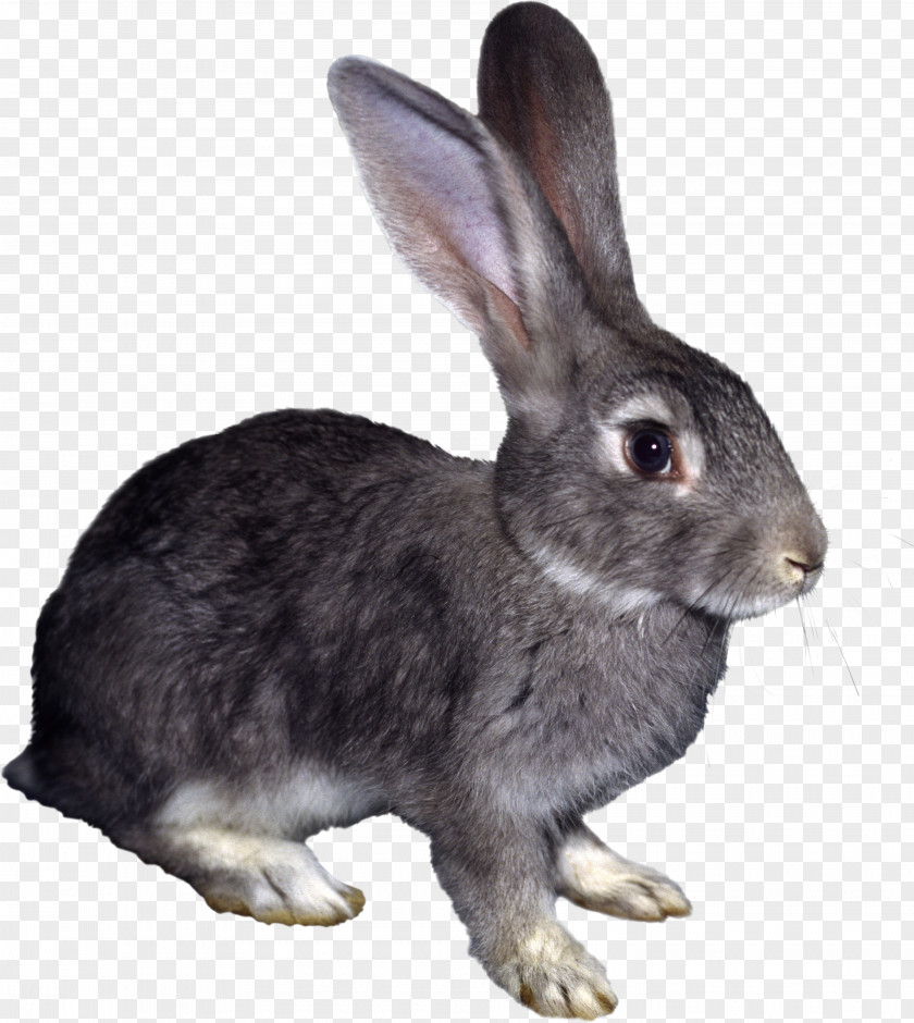 Rabbit Hare Myxomatosis Clip Art PNG