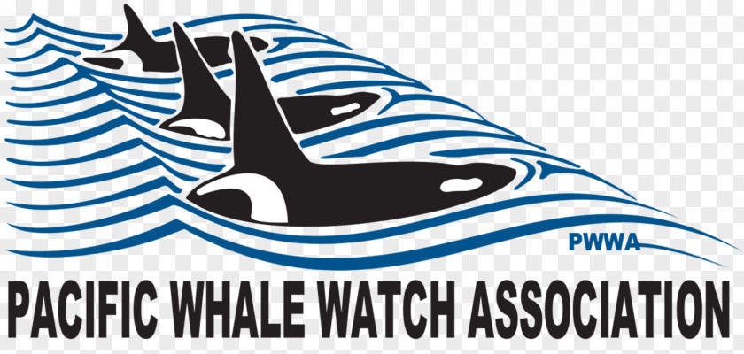 Whale Clipart Watching Killer Puget Sound Clip Art PNG