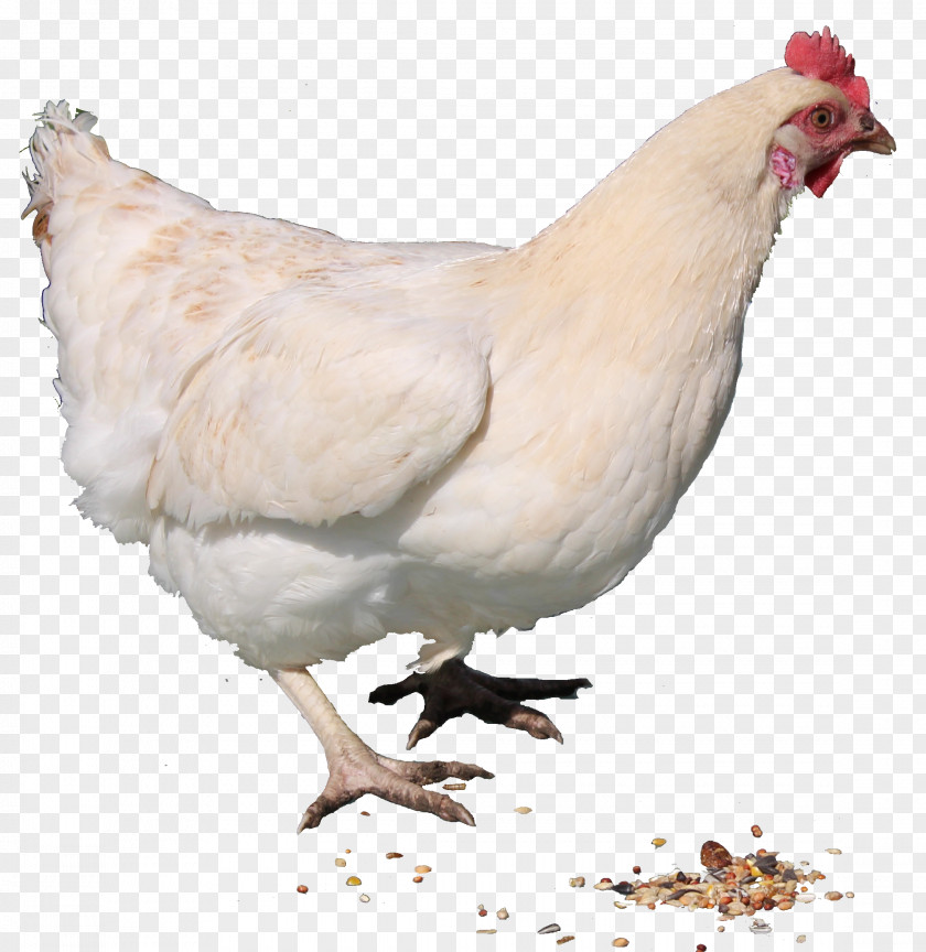White Chicken Curry Hen Clip Art PNG