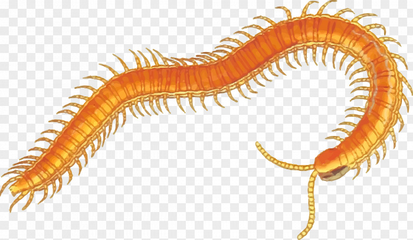 Biology Clipart Centipedes Clip Art PNG