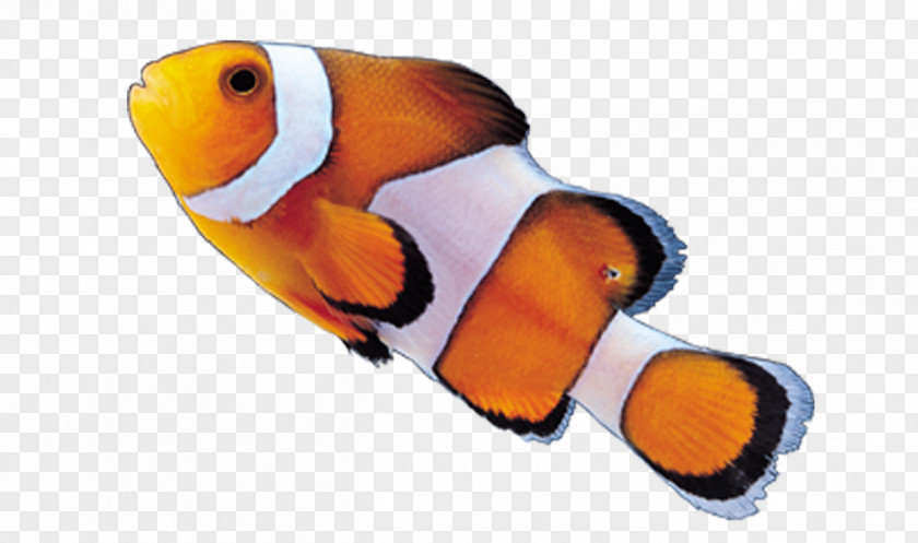 Color Fish Clownfish Akwarystyka Morska PNG