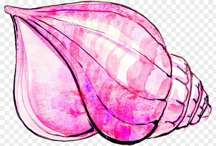 Pink Conch Shell Drawing PNG