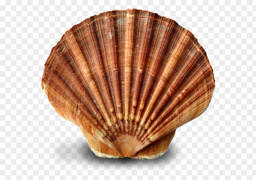 Seashell Oyster Clam Mussel Cockle PNG