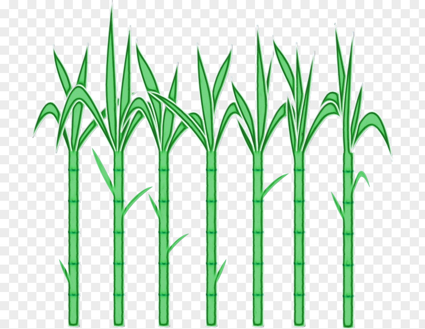 Terrestrial Plant Elymus Repens Green Grass Family Stem PNG