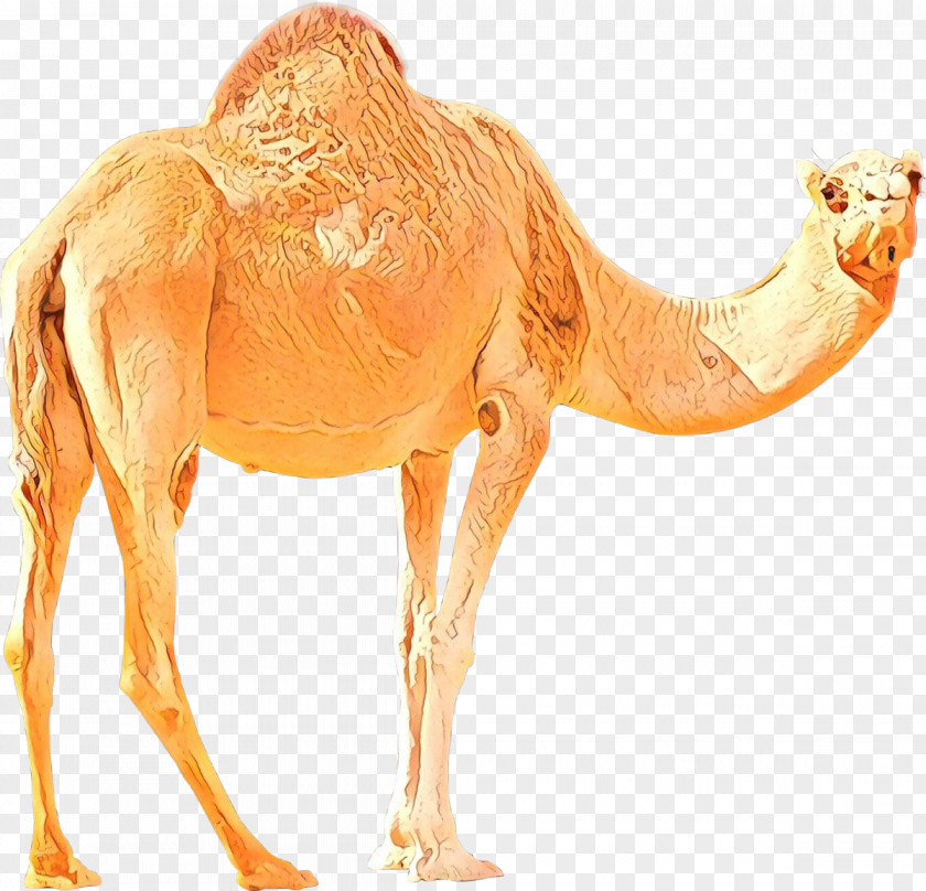 Bactrian Camel Dromedary Desktop Wallpaper Image PNG