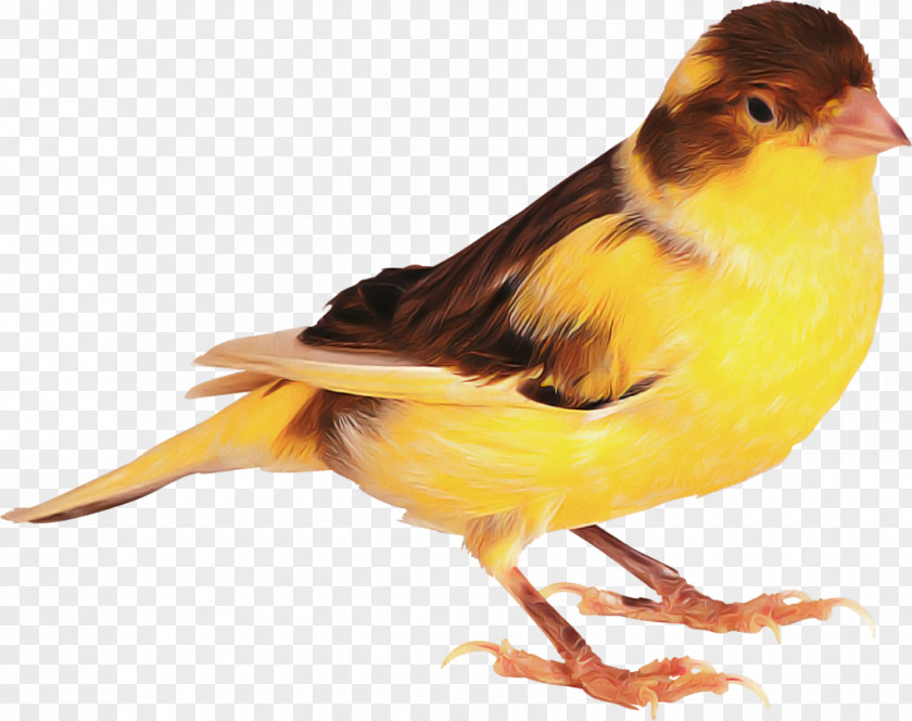 Bird Atlantic Canary Beak Finch PNG