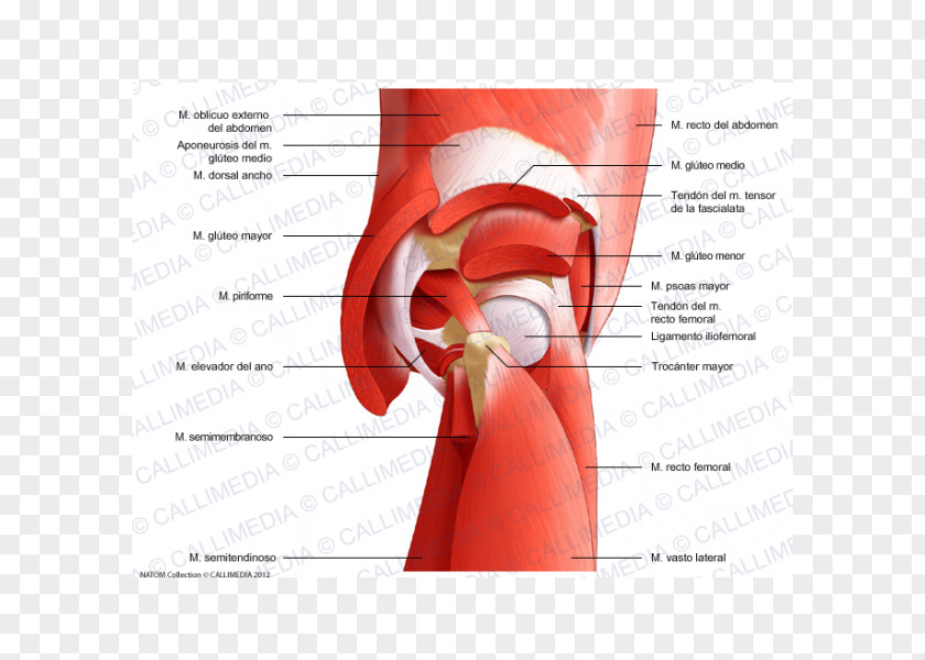 Gluteal Muscles Rectus Femoris Muscle Gluteus Maximus Nerve Minimus PNG