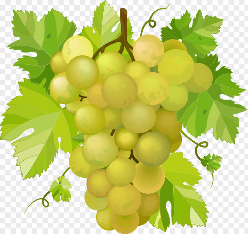 Grapes Wine Concord Grape Clip Art PNG