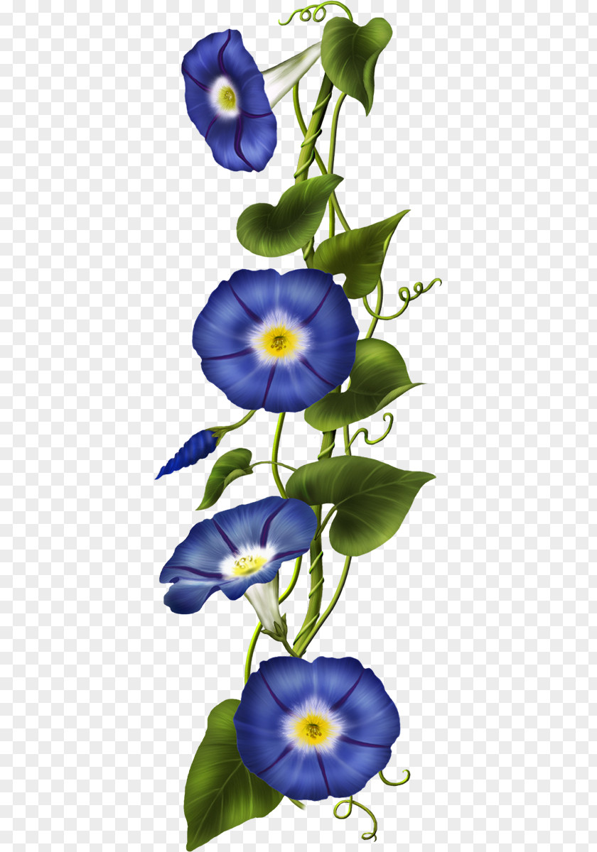 Ipomoea Business Clip Art Image Vector Graphics Flower PNG
