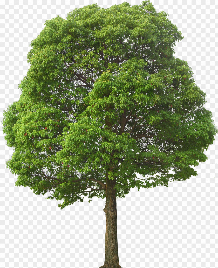 Tree Clip Art PNG