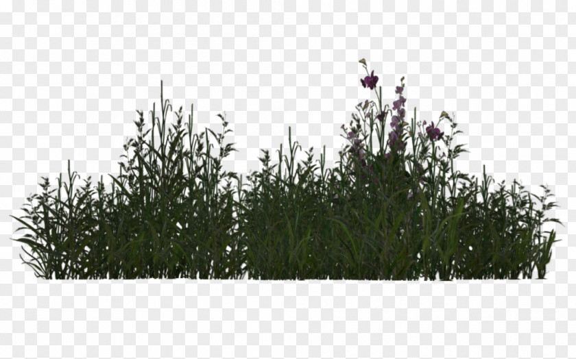 Desert Plants Plant Tree Grasses 3D Rendering PNG