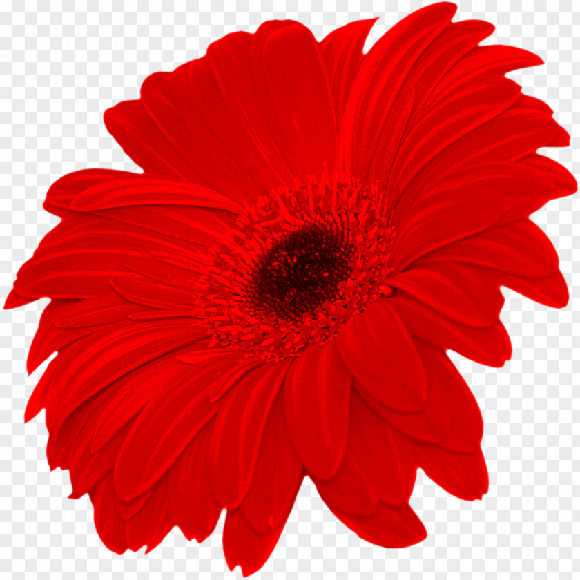 Flower Transvaal Daisy Common Clip Art PNG